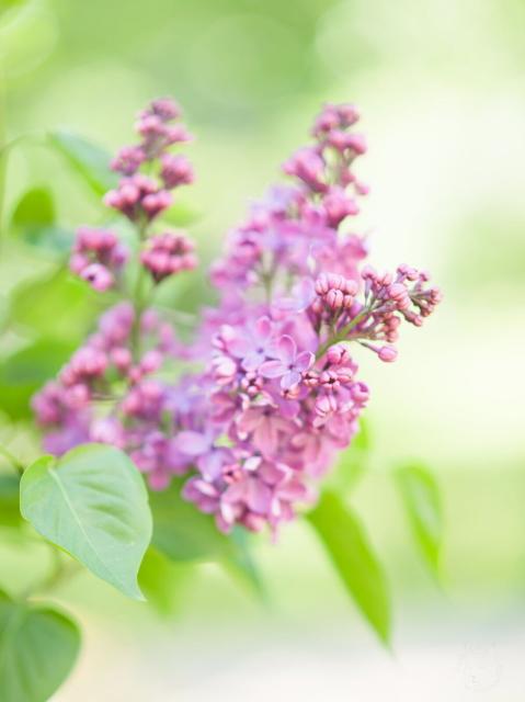 Bright photo of lilac flowers. One bunch in the center is mostly in focus. A couple of bright-green leaves are visible around the bunch. Two other bunches are on the back of the first one and slightly unfocused. In the background there are unfocused bright green leaves.