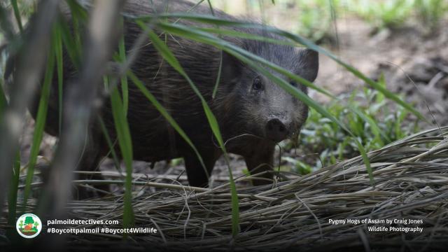 A shy, tiny and rare wild pig – Pygmy Hogs are fighting for survival against #palmoil expansion in #Assam, #India. Fight for them and #Boycottpalmoil #Boycott4Wildlife https://palmoildetectives.com/2023/03/05/pygmy-hog-porcula-salvania/ via @palmoildetect
Image: Craig Jones 