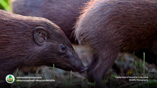 A shy, tiny and rare wild pig – Pygmy Hogs are fighting for survival against #palmoil expansion in #Assam, #India. Fight for them and #Boycottpalmoil #Boycott4Wildlife https://palmoildetectives.com/2023/03/05/pygmy-hog-porcula-salvania/ via @palmoildetect
Image: Craig Jones 