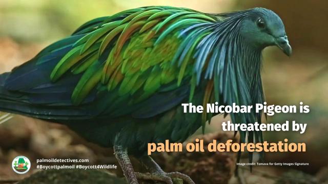 The #Nicobar #Pigeon is the largest and most colourful pigeon in the world. They are near threatened in #India by #palmoil #deforestation, #poaching and the #pet trade. Help them each time you shop and #Boycottpalmoil #Boycott4Wildlife https://palmoildetectives.com/2023/12/23/nicobar-pigeon-caloenas-nicobarica/ via @palmoildetect
