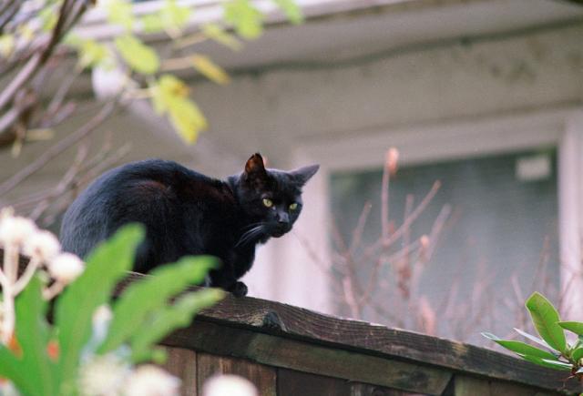 A black cat on a fence. 