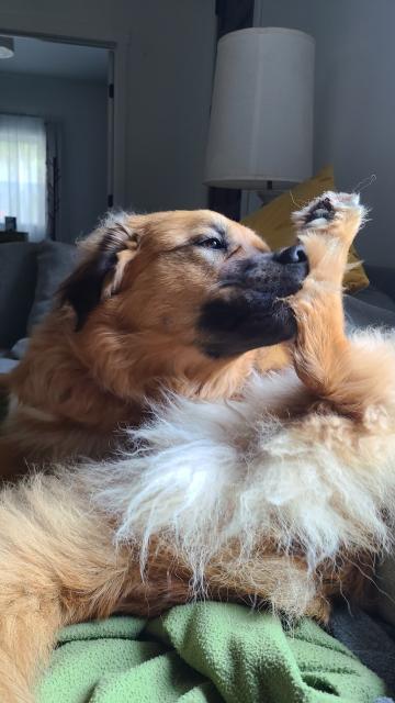 Red Dog nibbling on hind paw