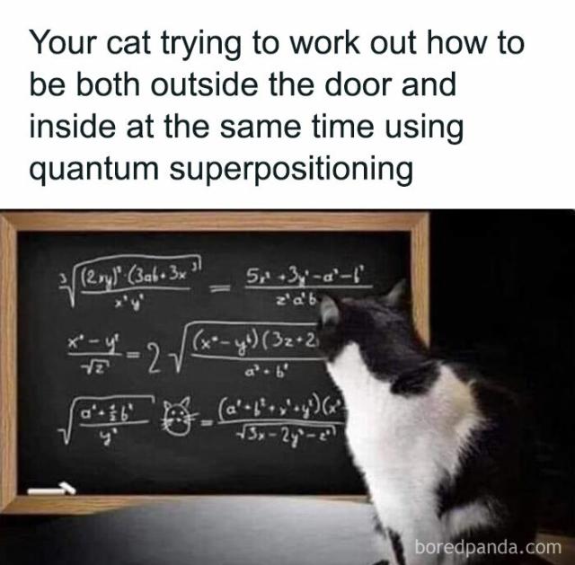 quantum cat