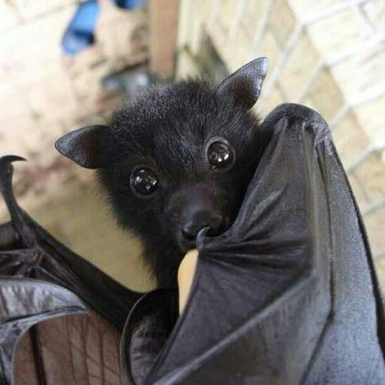 Large cuddly bat wrapped in a towel 