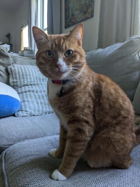 An orange cat sitting upright looking at the camera. He has a white spot on his nose and chest. He has a little collar with a bell on it.The tips of his paws are white.
