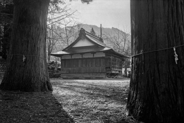 Black and white film photo of a traditional village house seen between two large trees in Shirakawago village. 