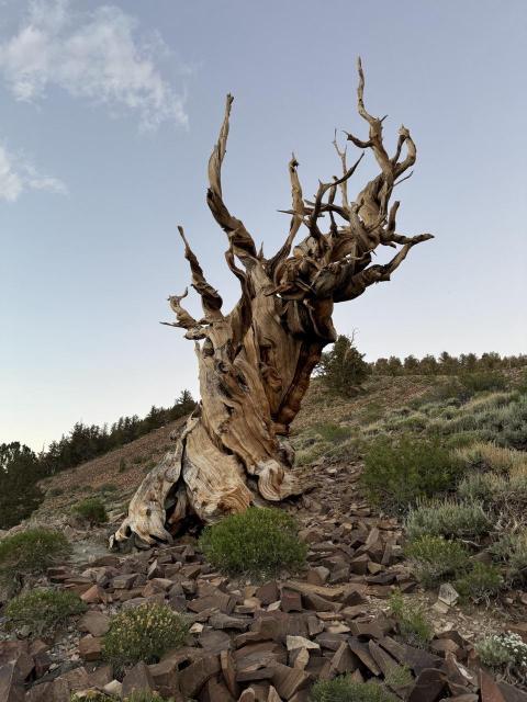 Ancient tree. Photo by David Lowry