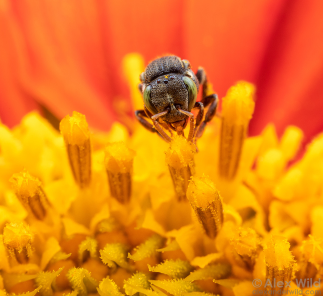 Close-up square photograph showing a small grey bee with green eyes in face view, its tongue inserted into part of the yellow center of a flower with bright orange petals.