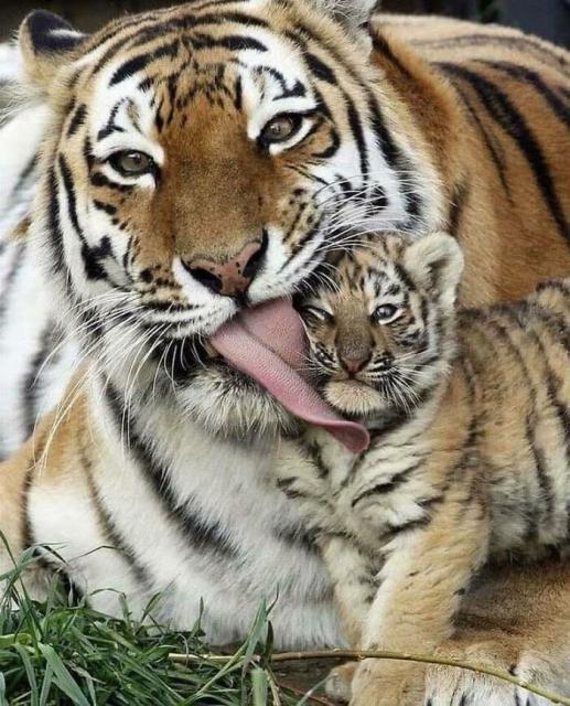 tiger mum and cub