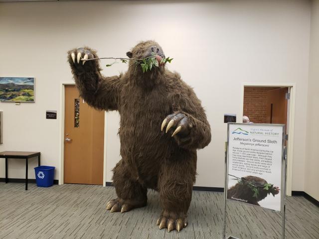 A very tall fur-covered reconstruction of a prehistoric giant sloth, about 9 feet tall, standing up and holding a leafy branch. Reference Librarian said they named him Claude.