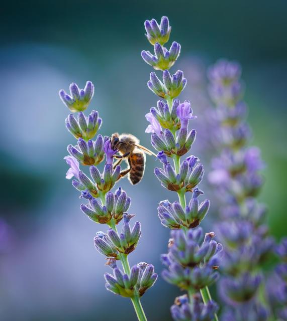 A honeybee perched on the side of a lavender stem, its proboscis in one of the flowers. The scene is backlit by the evening sky and there is a lovely mix of purples, greens, blues, and whites, the background nicely out of focus. 