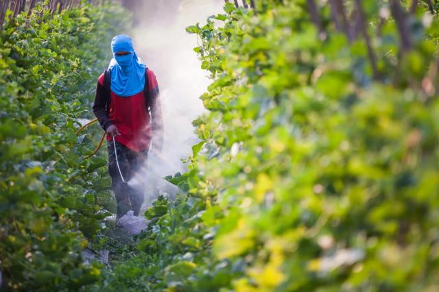 #News: #Pesticide use has surged in the #Amazon, with #fungicide mancozeb increasing by 5,600% and herbicide atrazine by 575% over 10 years.
Experts warn of severe impacts on #biodiversity and #health risks to #Indigenous communities @EHNewsroom  https://www.ehn.org/a-new-pesticide-law-in-brazil-endangers-amazon-s-biodiversity-2668679672.html