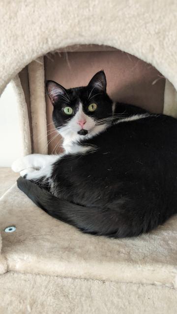 Murph the cat in her safe space.