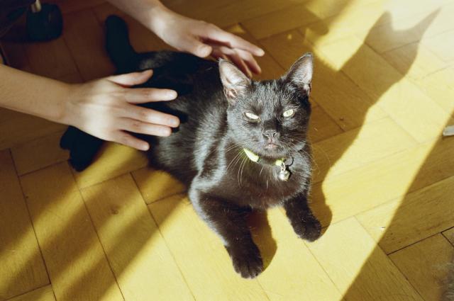 A black cat lying in the sun.