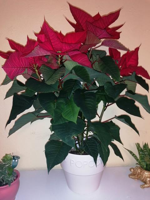 Poinsettia plant on a shelf in a white pot. 