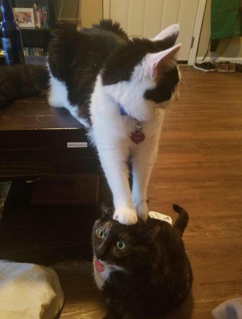 a tuxedo cat standing with it's two front paws on top of the head of a black cat with a white bib -- the latter looks a bit stunned by the whole thing