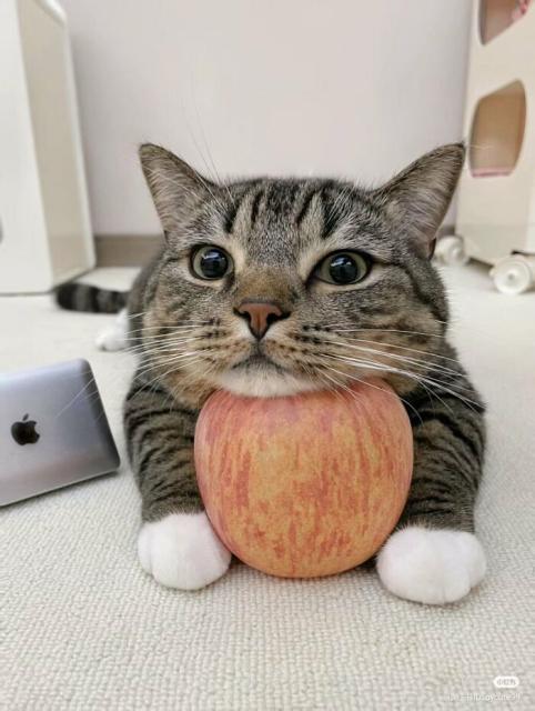 cat and apple