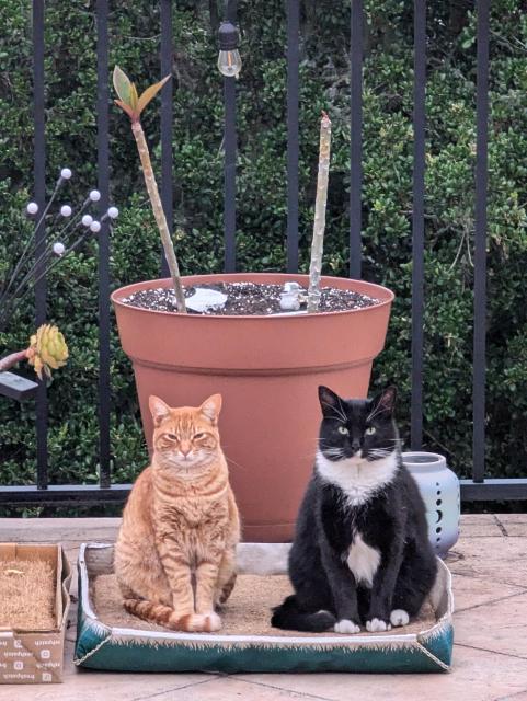 Winston (an orange tabby) and Oliver (a black and white tuxedo) sit together on a square of dead grass, no doubt plotting some cat conspiracy