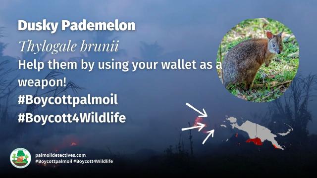 Sweet and gentle Dusky Pademelons are vulnerable from hunting, #palmoil and #mining #deforestation in #WestPapua/#NewGuinea. They have no known protections. Help them to survive and #Boycottpalmoil #Boycott4Wildlife in the supermarket! via @palmoildetect https://wp.me/pcFhgU-72S

