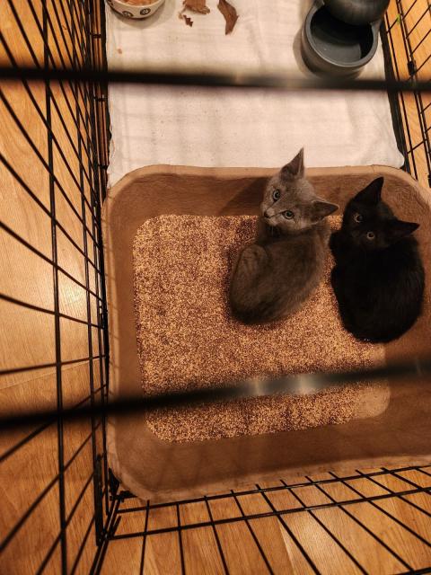 Two kittens in a cage. One grey one black