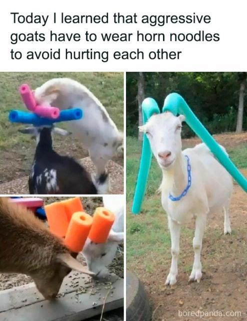 noodly goats