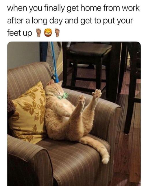 cat puts up feet
