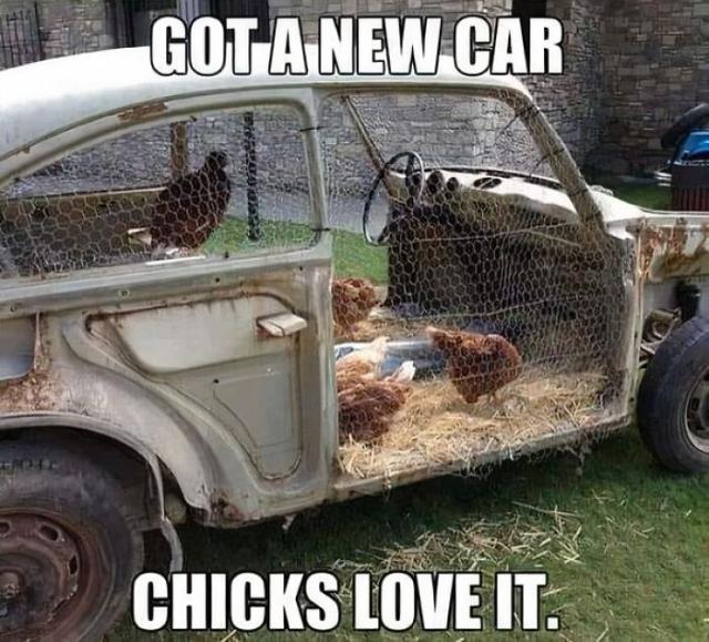 chicks