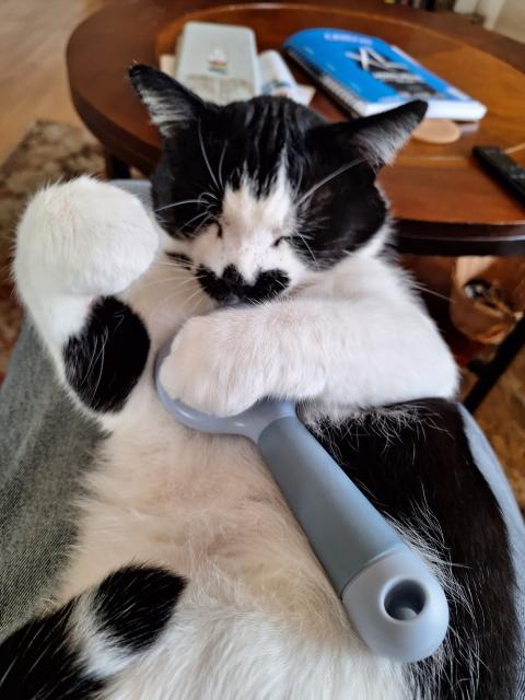 Otis B. Driftwood, a tuxedo cat, hugs his brush to his chest after a good brushing session on my lap