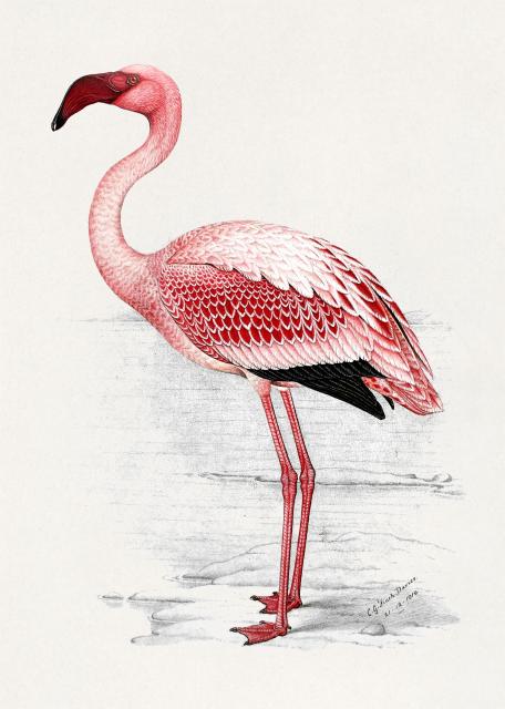 Artwork of a large light pink flamingo facing left, to an off white background with some touches of grey below. 