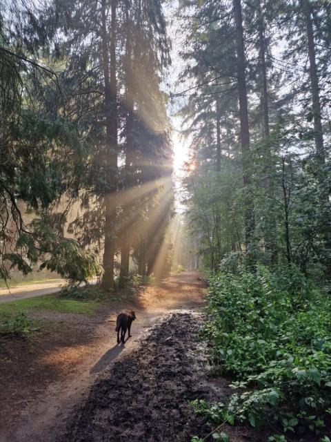 Alt text by Bing:
“An image captured during the morning, featuring a tranquil forest scene with tall trees and a clear path. The sun is visible through the foliage, casting a warm glow and creating sunbeams that illuminate the path. A dog is seen walking on the path, adding life to the serene environment. The interplay of light and shadow creates a peaceful and inviting atmosphere.”