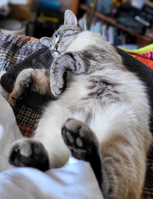 Tabby cat sleeping on his back with paws in the air.