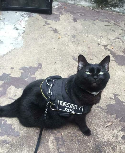 cat as security guard
