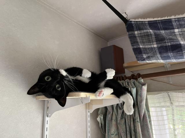 Black and white cat lying on a shelf, looking upside down, with curtains and a plaid hammock in the background.