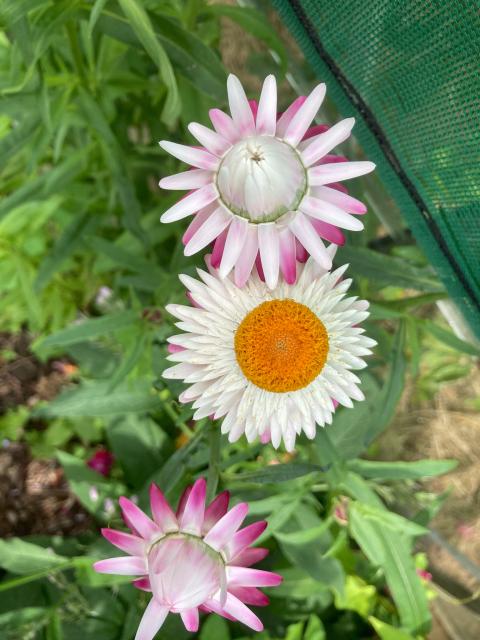 Strawflower xerochrysum flowering in front of a greenhouse. Two pink flowers flank a daisy like centre flower. What look like petals are leaves at the base of the flowers called bracts. 