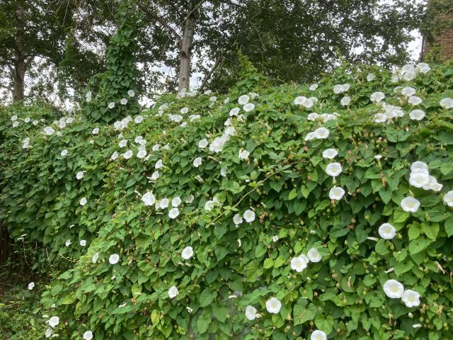 A bindweed hedge with its white trumpet shaped flowers are towering up the back fence of an allotment plot. 