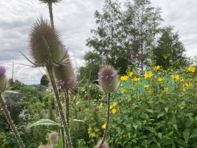 Teasel flower spikes with horizontal bands of pink petals in the foreground. Behind them the yellow perennial sunflowers are just coming into flower.