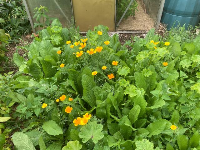 Growing at the side of a greenhouse is a wildflower and weed area of teasels, mallows, californian poppies, fat hen, buttercup among others.