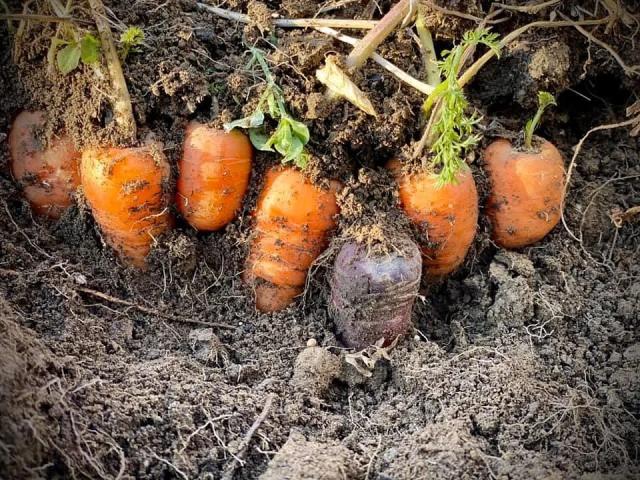 carrots planted in the ground