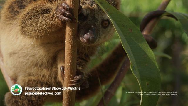 Bear Cuscus’ are found on #Sulawesi #Indonesia they are vulnerable due to #palmoil #deforestation and #hunting. Support this beautiful animal with your weekly shop #Boycott4Wildlife https://palmoildetectives.com/2021/01/26/bear-cuscus-ailurops-ursinus/
