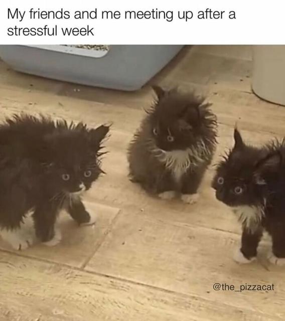 stress puss