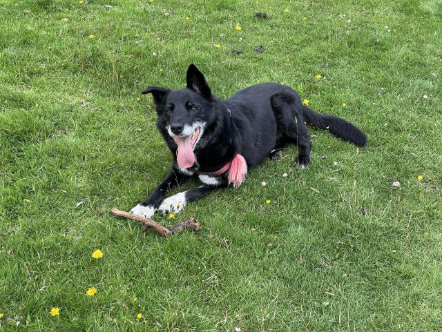 A black dog with white around his mouth and paws, wearing a red collar, one ear down, very photogenic. 