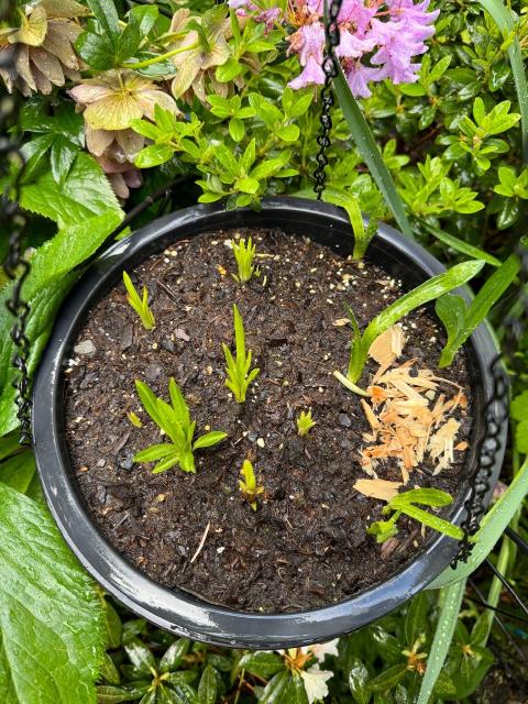 Top view of a hanging pot. There are about twelve small green sprouts. The four or five on the right have fewer longer leaves, two or three each. The seven on the left have more leaves of various lengths but compact. There might be two kinds of plants on the left, or two varieties growing at different rates. All were planted at the same time. 