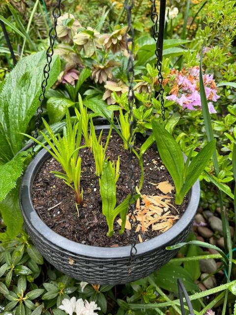 A hanging planter with about 8 to 10 sprouts a few inches tall and still not recognizable. They are all green. Some have many thin leaves coming up. Some have only a few wider leaves coming up. 