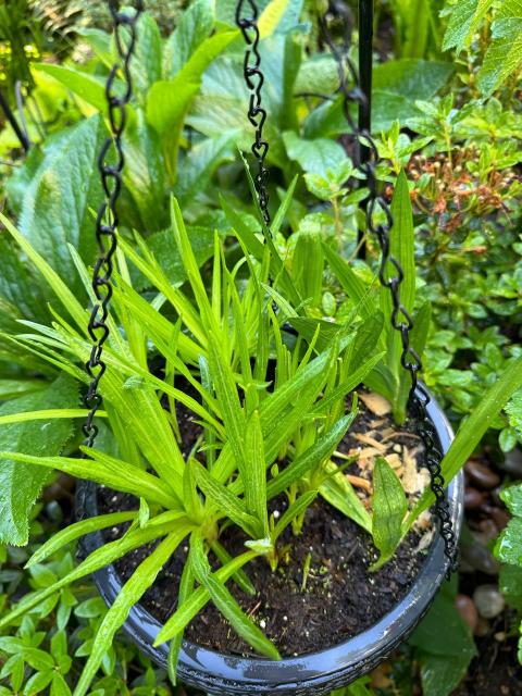 A hanging planter with two types of plants coming up, four to six of each. One of a more fan shaped arrangement, and the other with a spray of thinner leaves. The pot sits next to a hellebore and an azalea, both of whom might prefer it wasn’t there. 