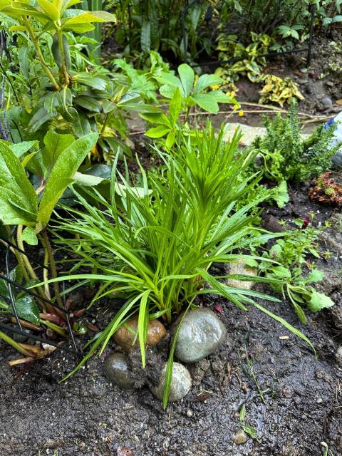 A floofy green plant with thin leaves curving out in a bunch from the ground. There is a somewhat taller structure on the left side that looks the same but taller. Some small river rocks  are positioned around it as a squirrel deterrent. 