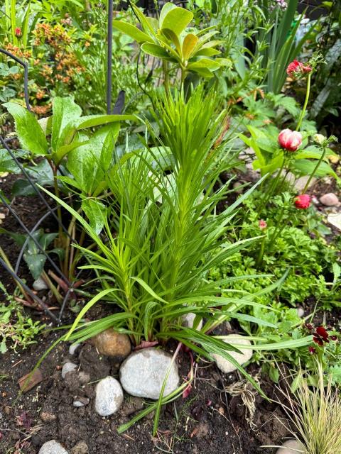 Liatris Plant with at least two stalks covered in many thin leaves the whole way up. 