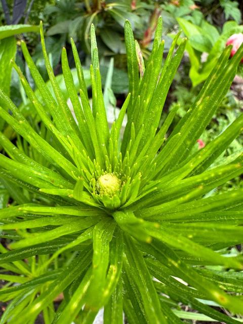 The top of one stalk has something white or pale yellow in the center. 