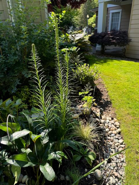 Plants with many long thin leaves up three stalks.  