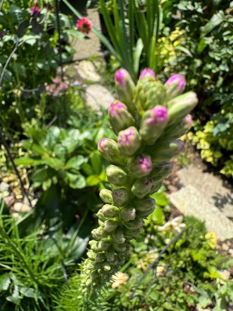 Close picture of the part of a stalk covered in green buds with a bit of pink showing in the uppermost buds. (This picture is more recent than the other picture where not much color is shown.)