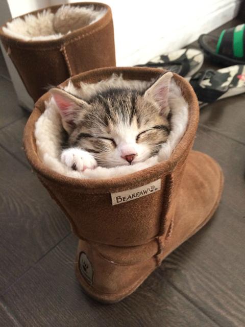 kitten in a boot